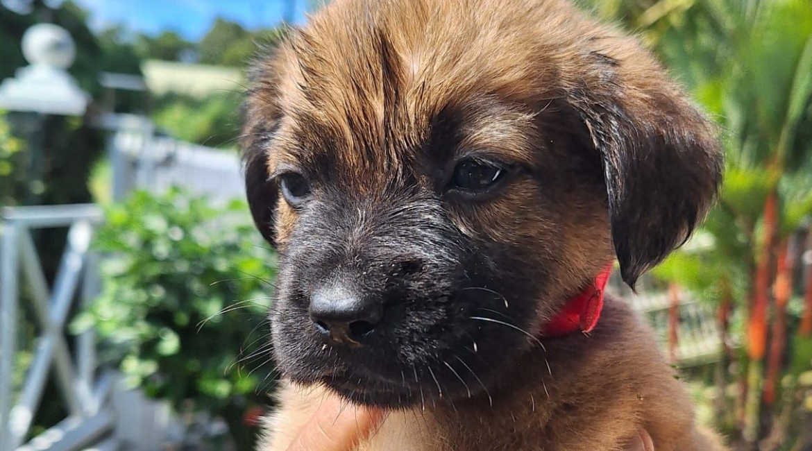Chiens à adopter